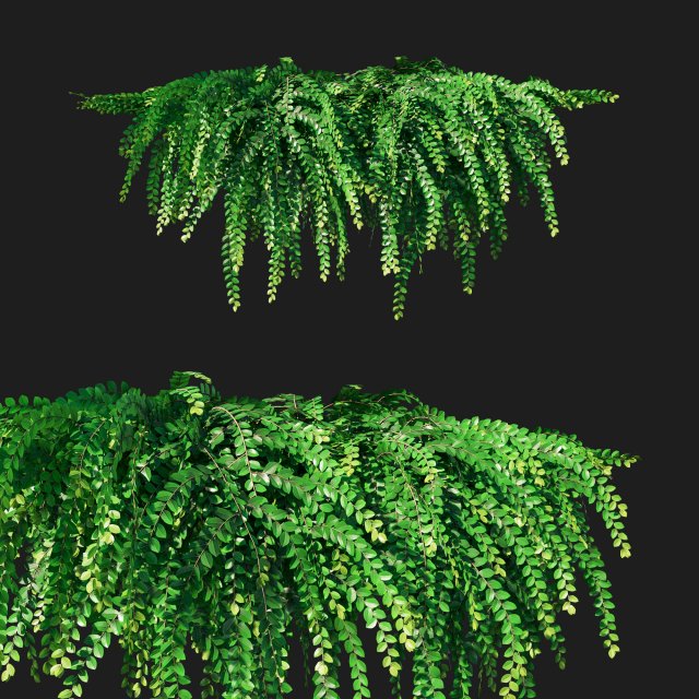 Phyllanthus Cochinchinensis Leaf-flower creeper 3D Модель .c4d .max .obj .3ds .fbx .stl .blend 
