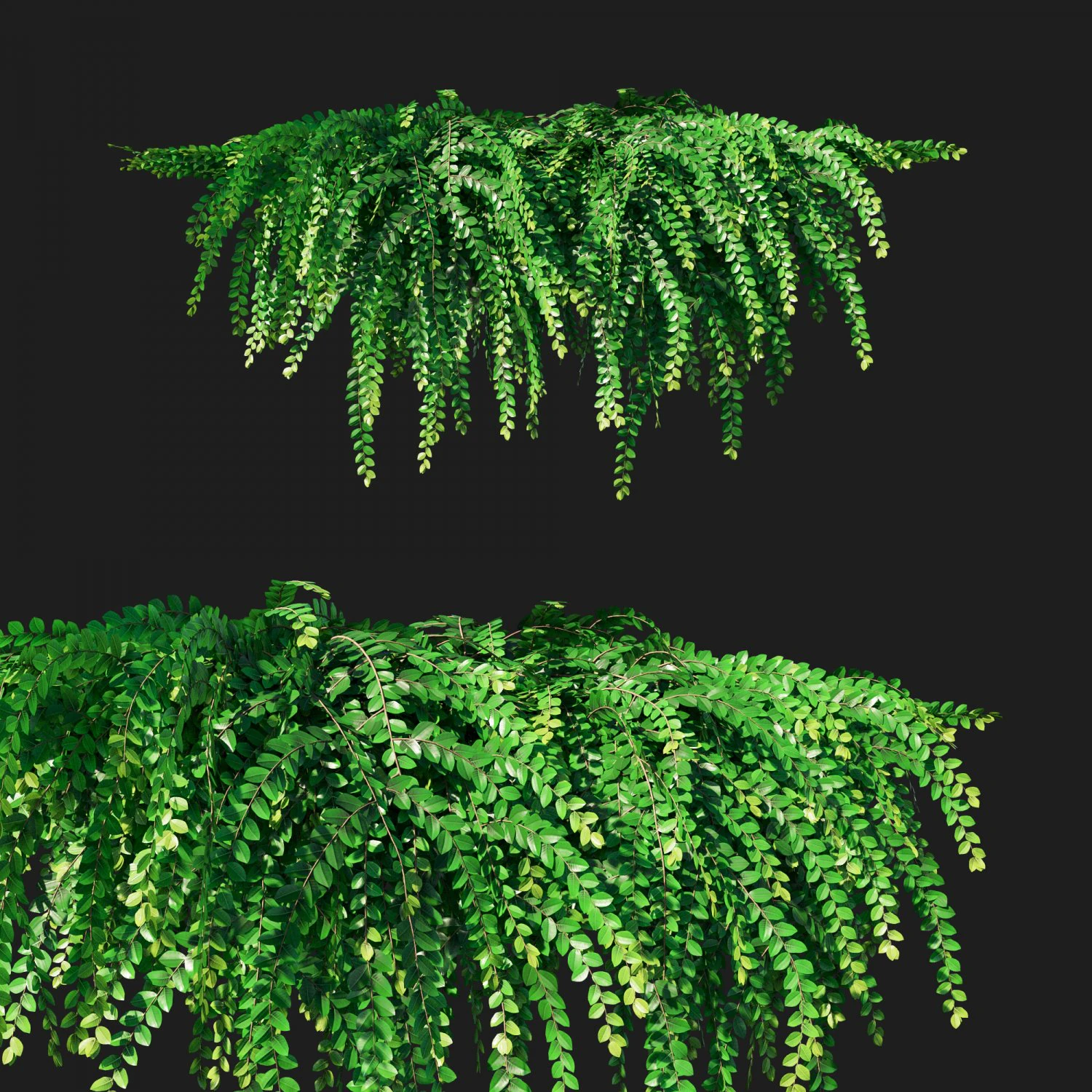 Phyllanthus Cochinchinensis Trepadeira folha-flor Modelo 3D .c4d .max .obj .3ds .fbx .stl .blend 