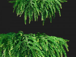 Phyllanthus Cochinchinensis Листоцвіт повзучий 3D Модель