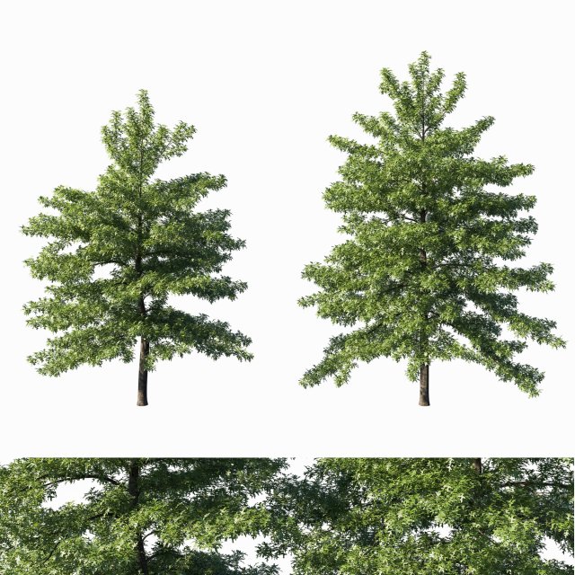 Quercus palustris tree 3D Модель .c4d .max .obj .3ds .fbx .stl .blend 