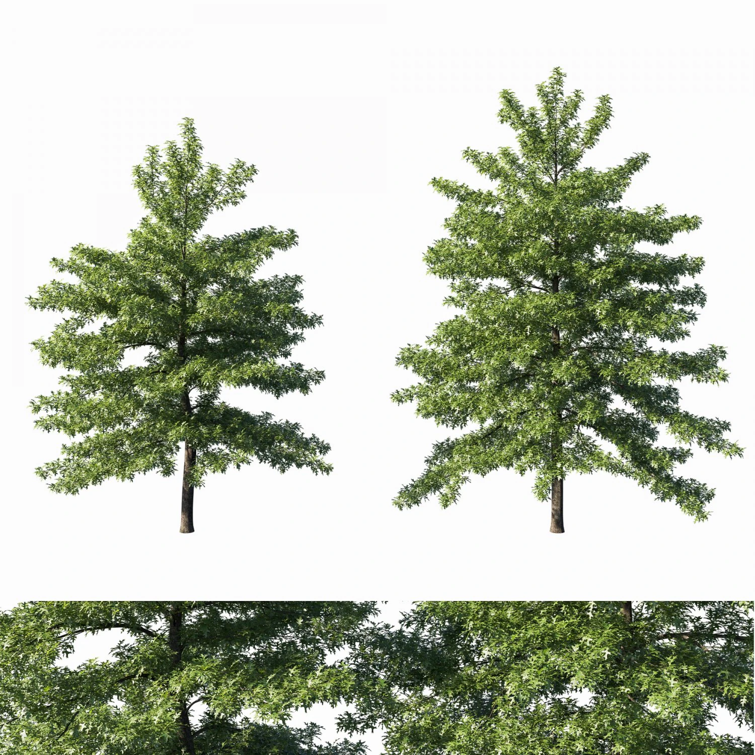 Quercus palustris tree 3D Model .c4d .max .obj .3ds .fbx .stl .blend