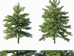 Quercus palustris tree 3Dモデル