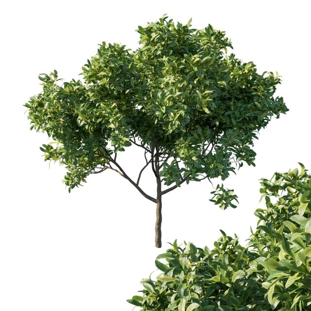 Eriobotrya japonica loquat tree 3D Model .c4d .max .obj .3ds .fbx .lwo .lw .lws