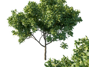 Eriobotrya japonica loquat tree 3D Model