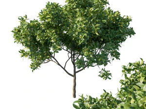 Еріоботрія японська мушмула дерево 3D Модель