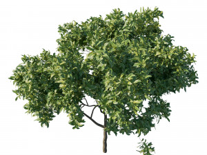 Eriobotrya japonica loquat tree Modelo 3D