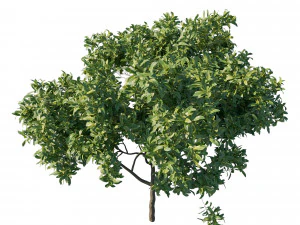 Eriobotrya japonica loquat tree 3D Model