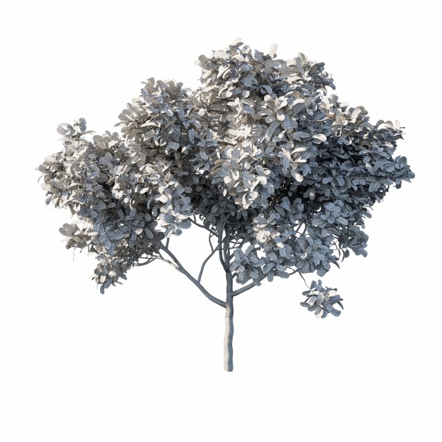 Download Eriobotrya japonica loquat tree 3D Model