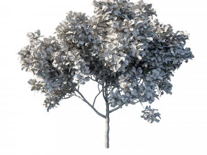 Eriobotrya japonica loquat tree 3D Model