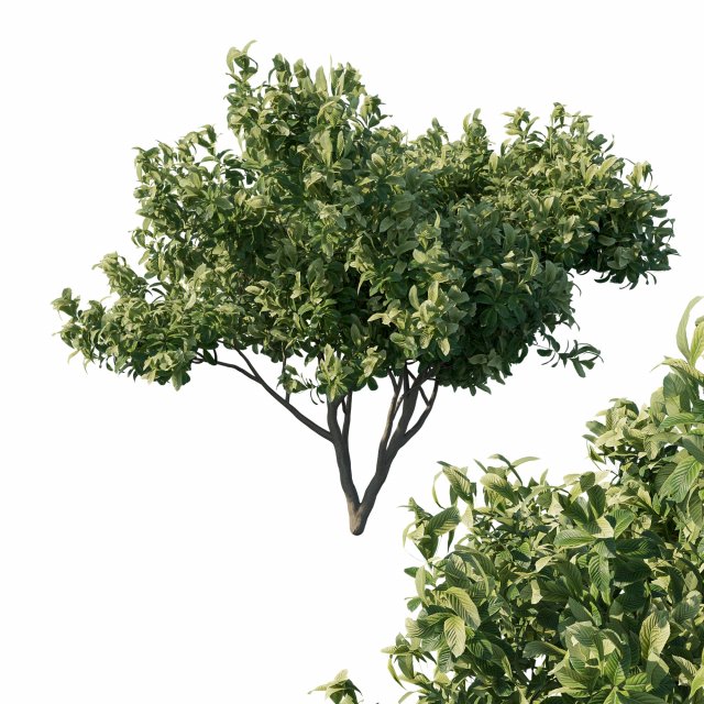 Eriobotrya japonica loquat 02 Modelo 3D .c4d .max .obj .3ds .fbx .stl .blend 