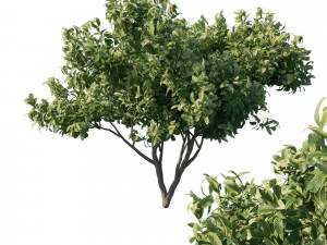 Еріоботрія японська мушмула 02 3D Модель