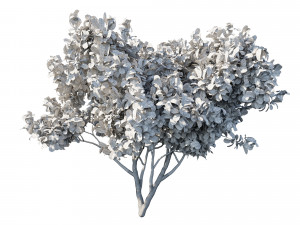 Eriobotrya japonica loquat 02 Modelo 3D