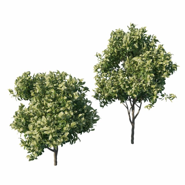 Eriobotrya japonica loquat 03 Model 3D .c4d .max .obj .3ds .fbx .stl .blend 
