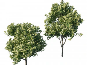 Еріоботрія японська мушмула 03 3D Модель