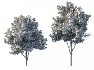 Eriobotrya japonica loquat 03 Model 3D