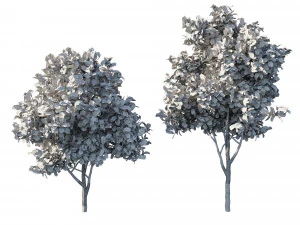 N&ecirc;spera Eriobotrya japonica 03 Modelo 3D