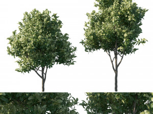 Eriobotrya japonica loquat 03 Model 3D