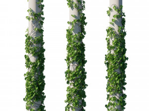 Vitis Coignetiae vines Modèle 3D