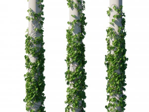 Vinhas Vitis Coignetiae Modelo 3D