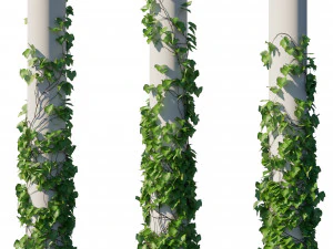 Виноградні лози Vitis Coignetiae 3D Модель