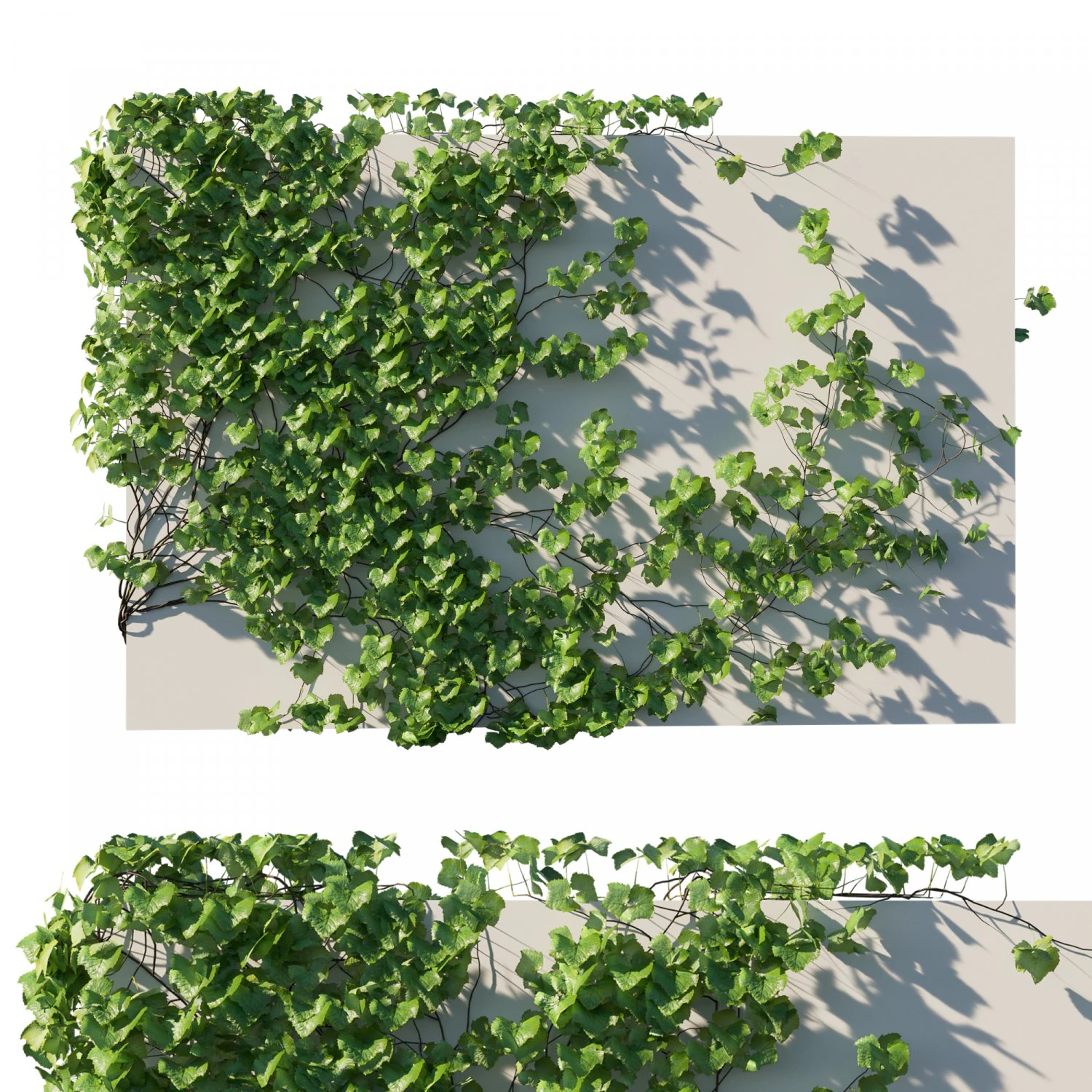 Vitis Coignetiae 02 3D Model .c4d .max .obj .3ds .fbx .stl .blend