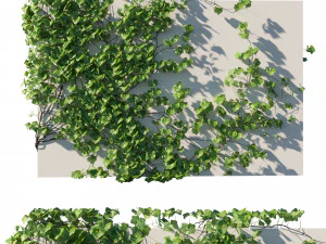 Vitis Coignetiae 02 3D Модель