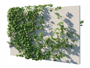 Vitis Coignetiae 02 Modelo 3D