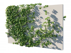 Vitis Coignetiae 02 3D Model