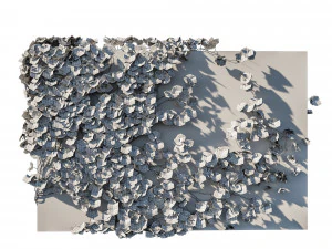 Vitis Coignetiae 02 3D Model