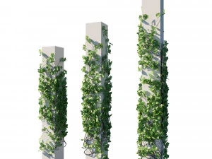 Vitis Coignetiae 03 3D Модель