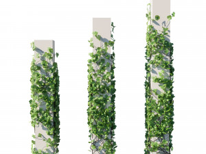 Vitis Coignetiae 03 Modelo 3D
