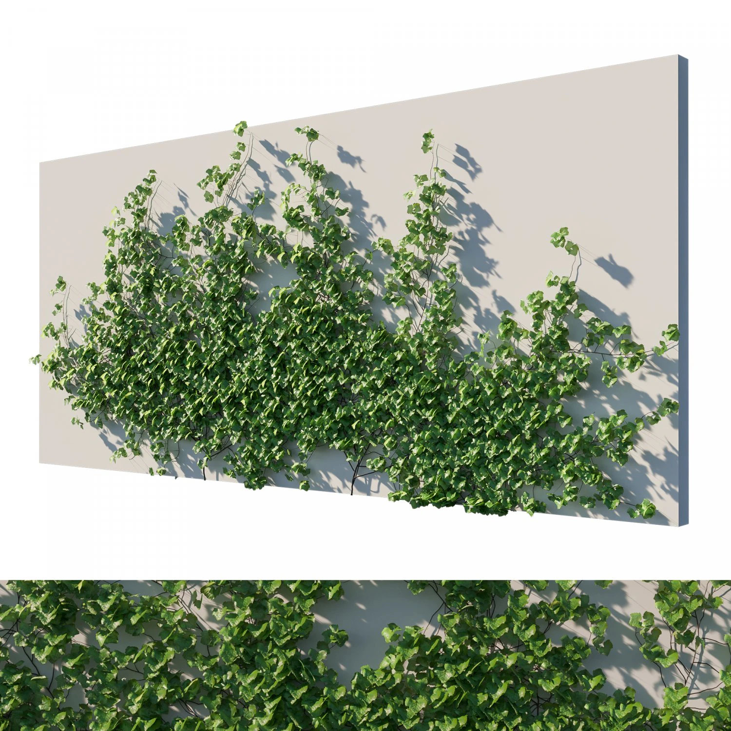 Vitis Coignetiae vines 04 3D Model .c4d .max .obj .3ds .fbx .stl .blend 
