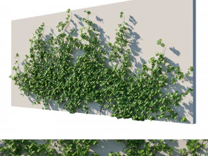 Виноградные лозы Vitis Coignetiae 04 3D Модель