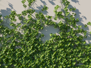 Vitis Coignetiae vines 04 Modelo 3D