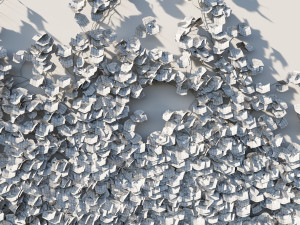 Vitis Coignetiae vines 04 Modelo 3D
