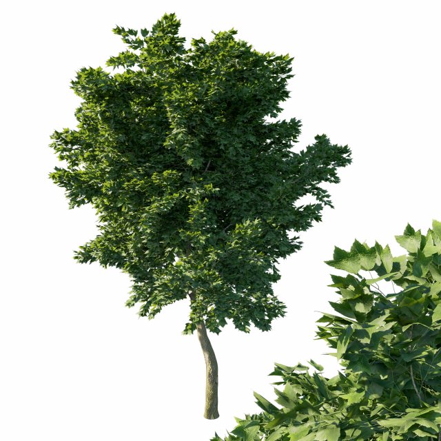 Acer rubrum green 3D 모델 .c4d .max .obj .3ds .fbx .stl .blend 