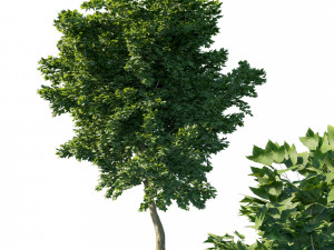 Acer rubrum green 3D Model