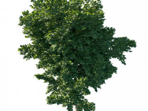 Acer rubrum green 3D 모델