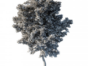 Acer rubrum green 3D 모델