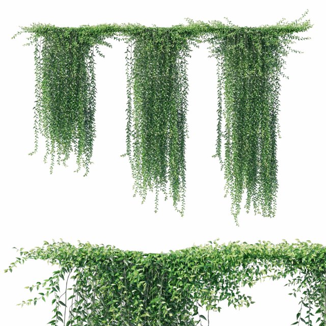 Vernonia ellipticaCurtain creeper 3D मॉडल .c4d .max .obj .3ds .fbx .stl .blend 