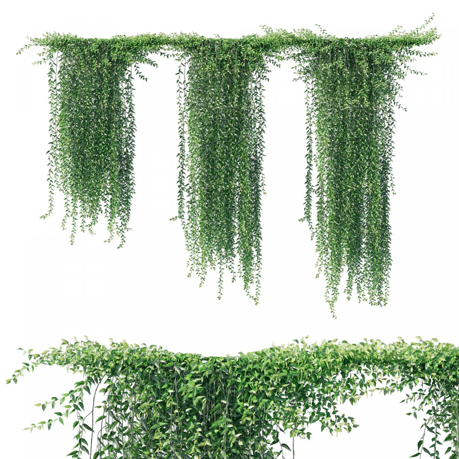Vernonia ellipticaCurtain creeper 3D Model .c4d .max .obj .3ds .fbx .stl .blend 