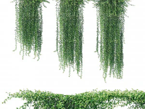 Вернонія еліптична Куртина повзуча 3D Модель