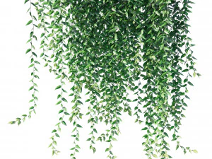 Vernonia ellipticaCurtain creeper 3D Model