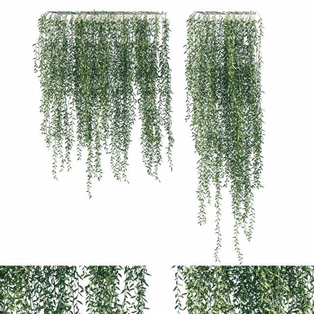 Vernonia elliptica 03 3D Model .c4d .max .obj .3ds .fbx .stl .blend 