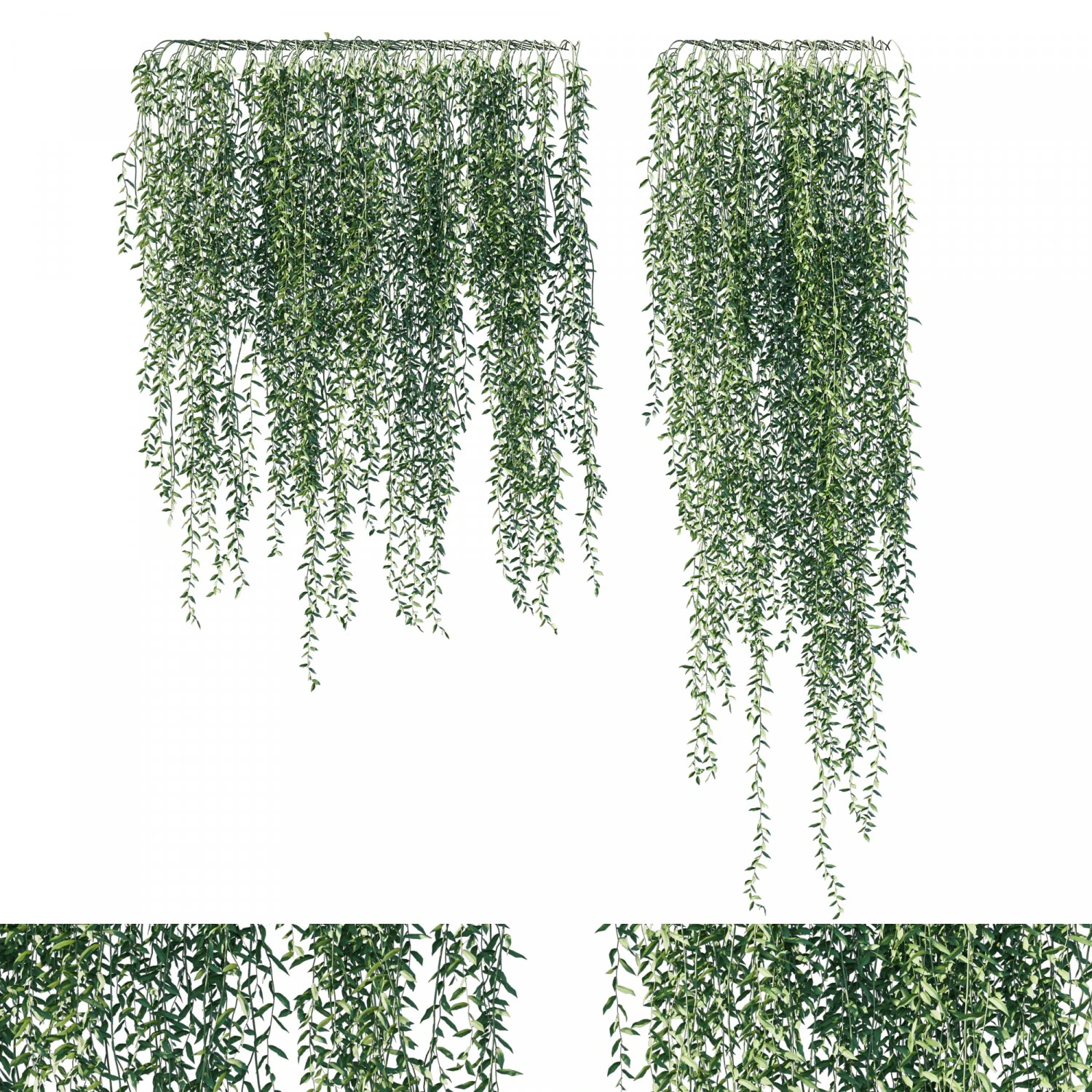 Vernonia elliptica 03 3D Model .c4d .max .obj .3ds .fbx .stl .blend 