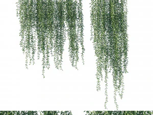 Вернонія еліптична 03 3D Модель