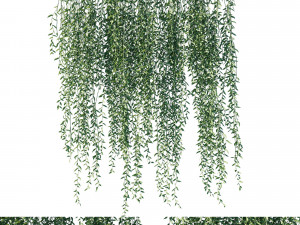 Vernonia elliptica 03 3D Model