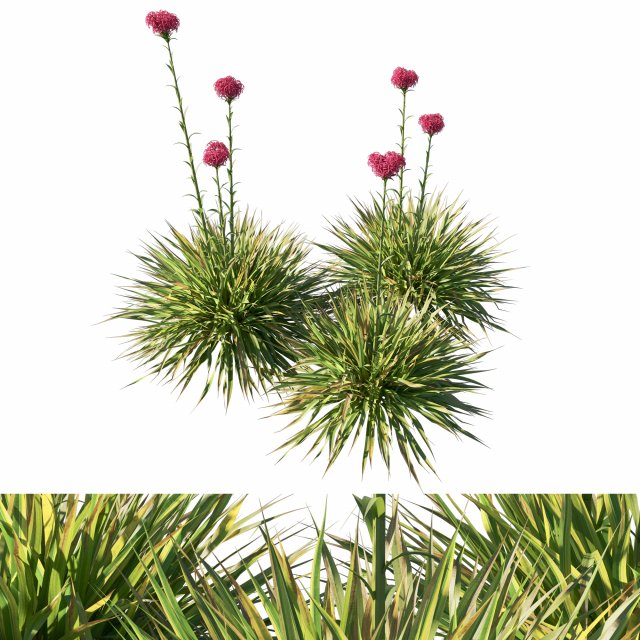 Doryanthes ExcelsaGymea Lily 3D Model .c4d .max .obj .3ds .fbx .stl .blend 