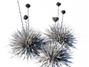 Doryanthes ExcelsaGymea Lily 3D Model