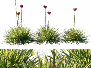 Doryanthes ExcelsaGymea Lily 3D Model